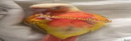 Conures birds for sale: SUN CHEEK CONURE (❗️NEEDS TO BE SOLD ASAP) in London - Advert 4