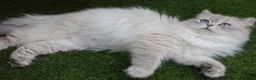 British Longhair cats for sale: Vet bred teddybear lap cats gccf - Advert 17