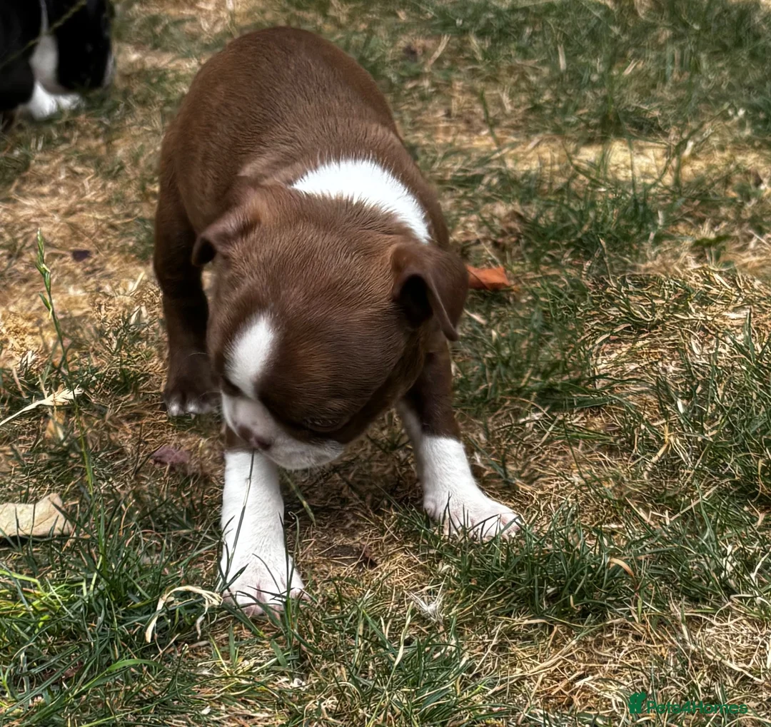 Boston Terrier dogs for sale: Stunning litter of Boston terrier puppies  - Advert 18
