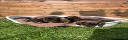 Dachshund dogs for sale: Dachshund KC wire haired puppies  - Advert 4