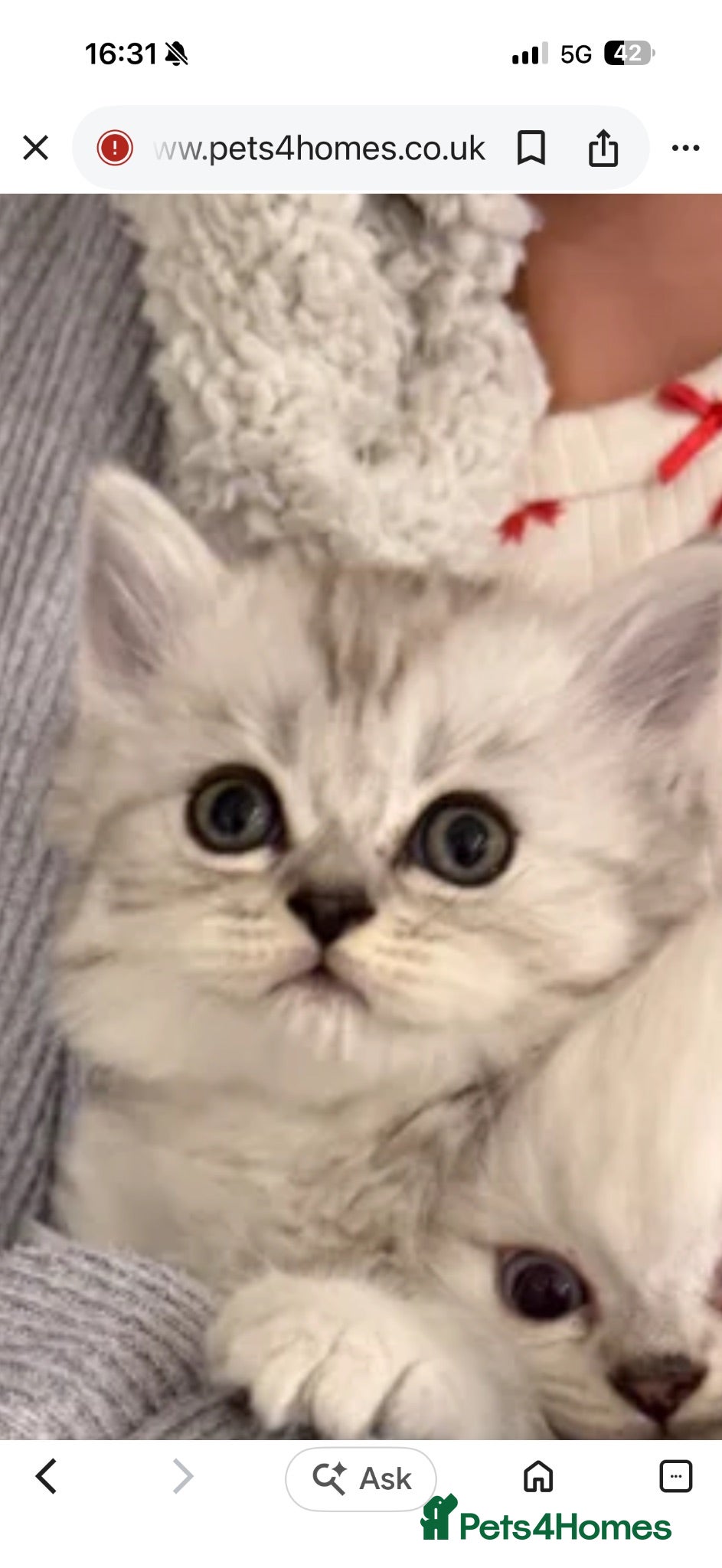 Persian cats Beautiful Persian chinchilla kittens  - Advert 2