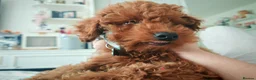 Toy Poodle dogs for sale: 7 month old red toy poodle in Skegness - Advert 10