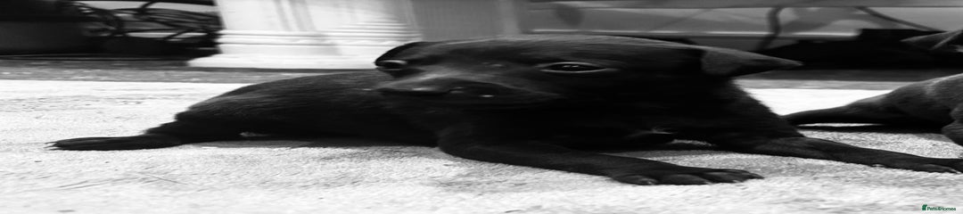 Italian Greyhound Puppy 3