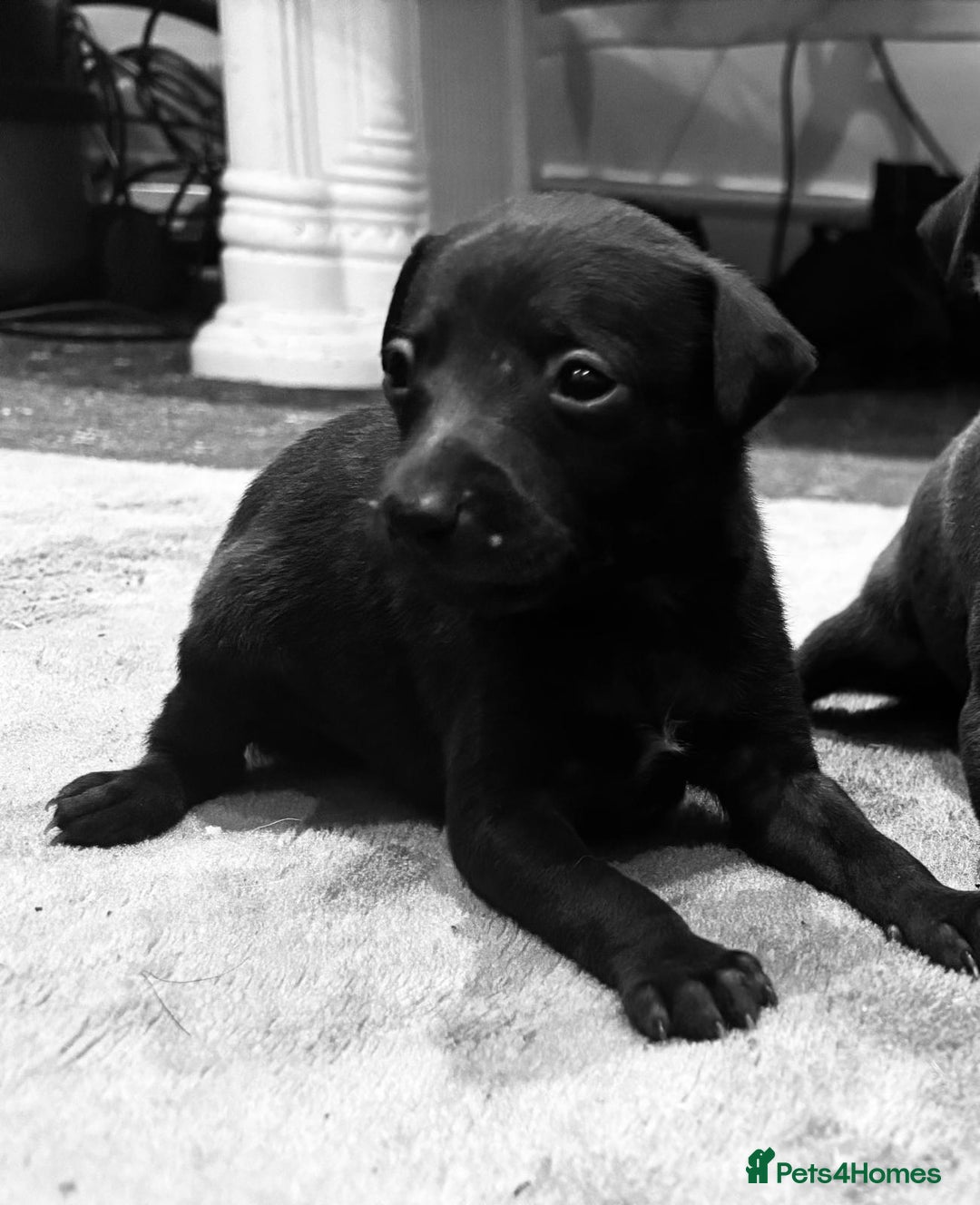 Italian Greyhound dogs for sale: Itlaian greyhound puppy's for sale - Image 11