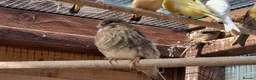 Mixed Breed birds for sale: Rosa Bourke, canaries, sliverbills & diamond doves - Advert 4