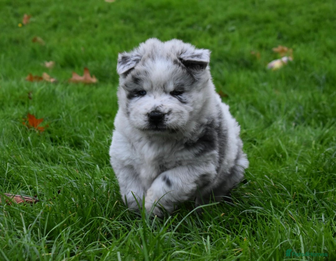 Mixed Breed dogs for sale: Genuine Chowski puppies  - Image 21