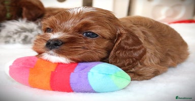 Cavapoo dogs - Advert 1