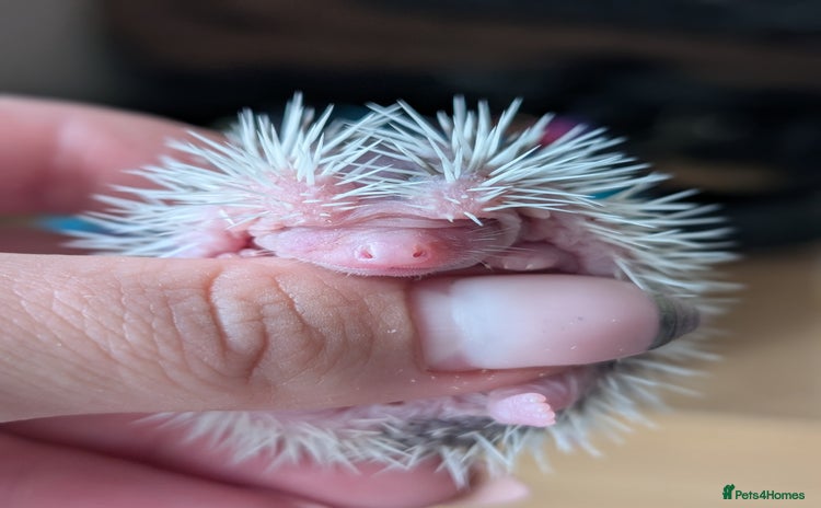Pygmy Hedgehog rodents - Advert 16