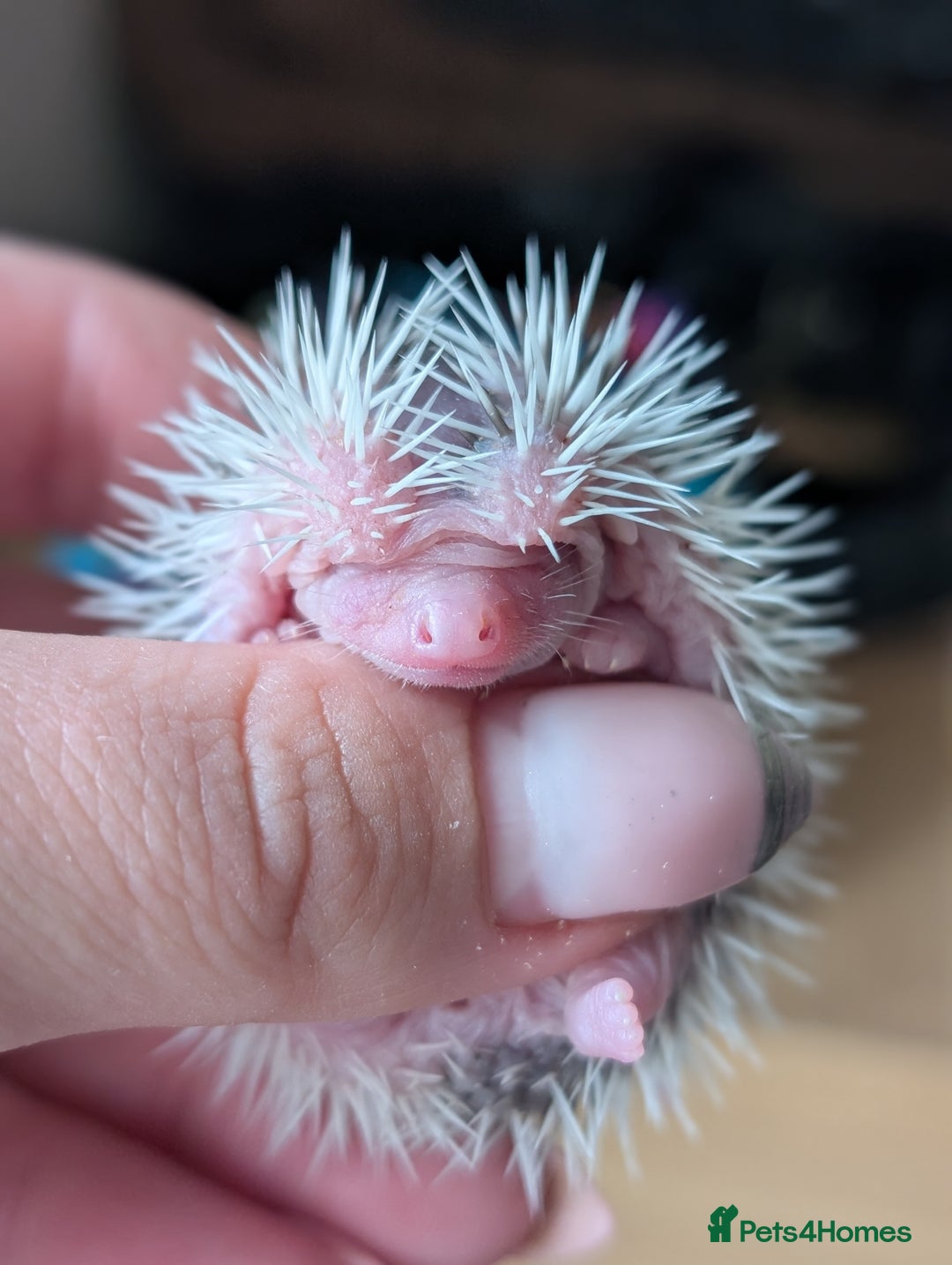 Pygmy Hedgehog rodents for sale: Gorgeous APH hedgehogs  - Image 1