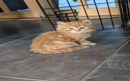 Mixed Breed cats for sale: Beautiful kittens - Image 4