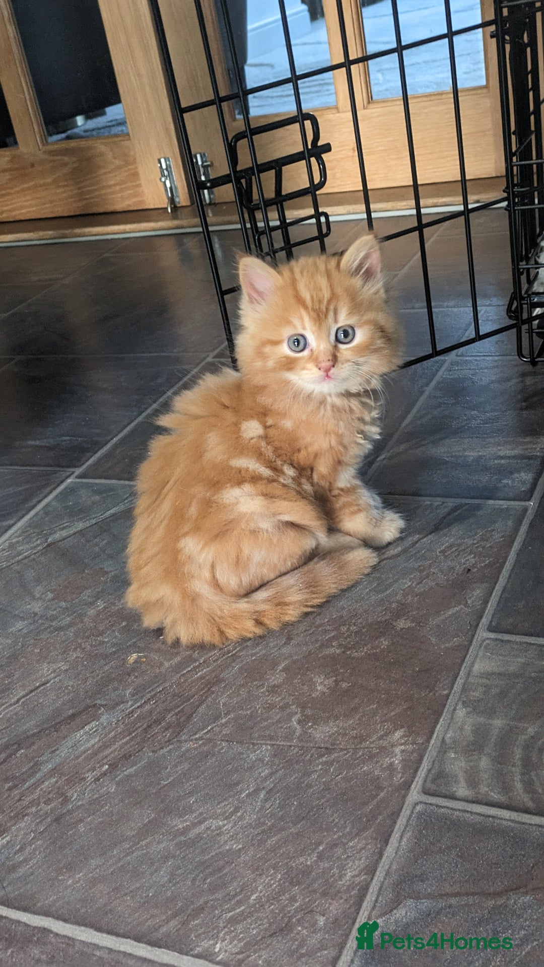 Mixed Breed cats for sale: Beautiful kittens - Image 4