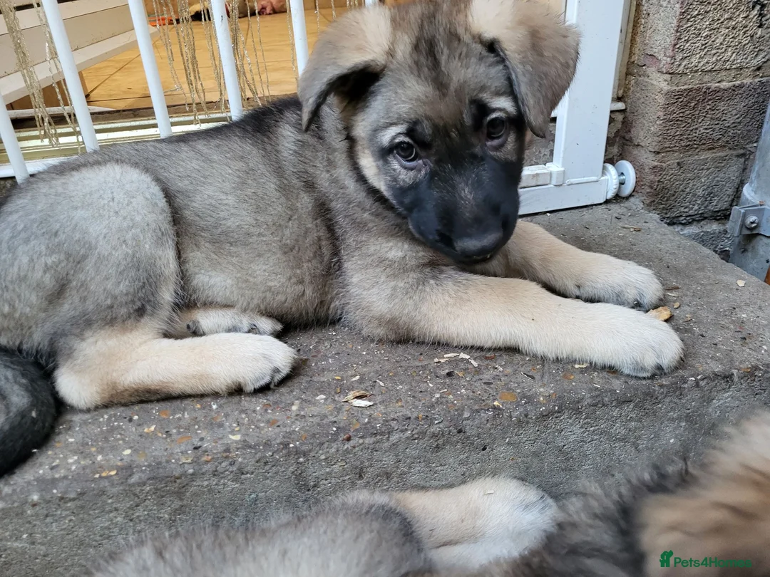 German Shepherd dogs for sale: German Shepherd pups Straight back KC registered - Advert 1