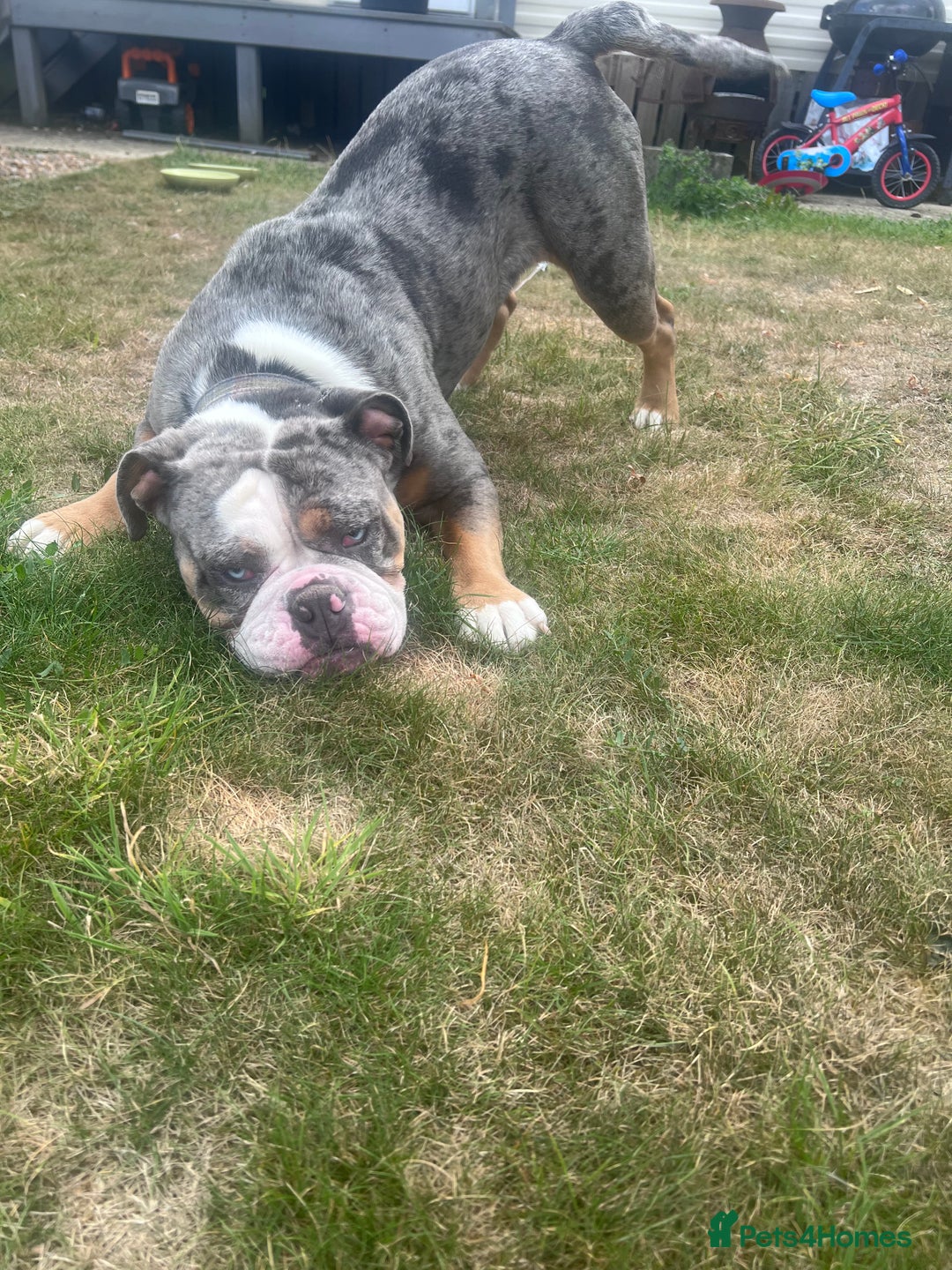 Old Tyme Bulldog dogs for sale: Della - old tyme bulldog  - Image 14