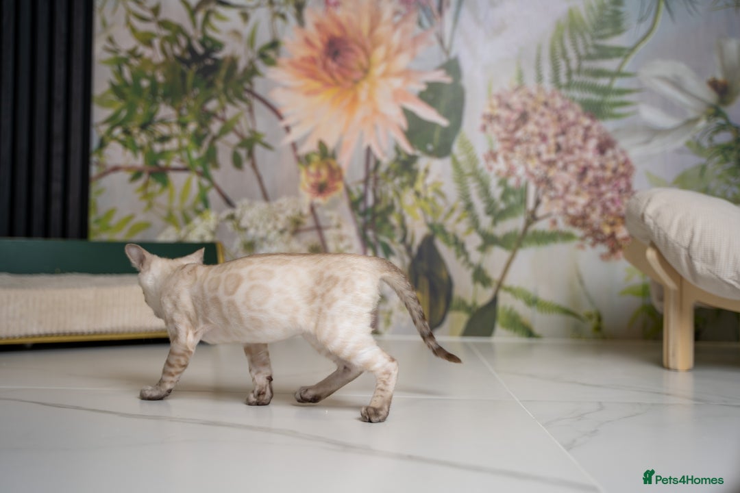 Bengal cats for sale: FRANCO- Snow Bengal Boy- Excellent traits-TICA reg - Advert 16