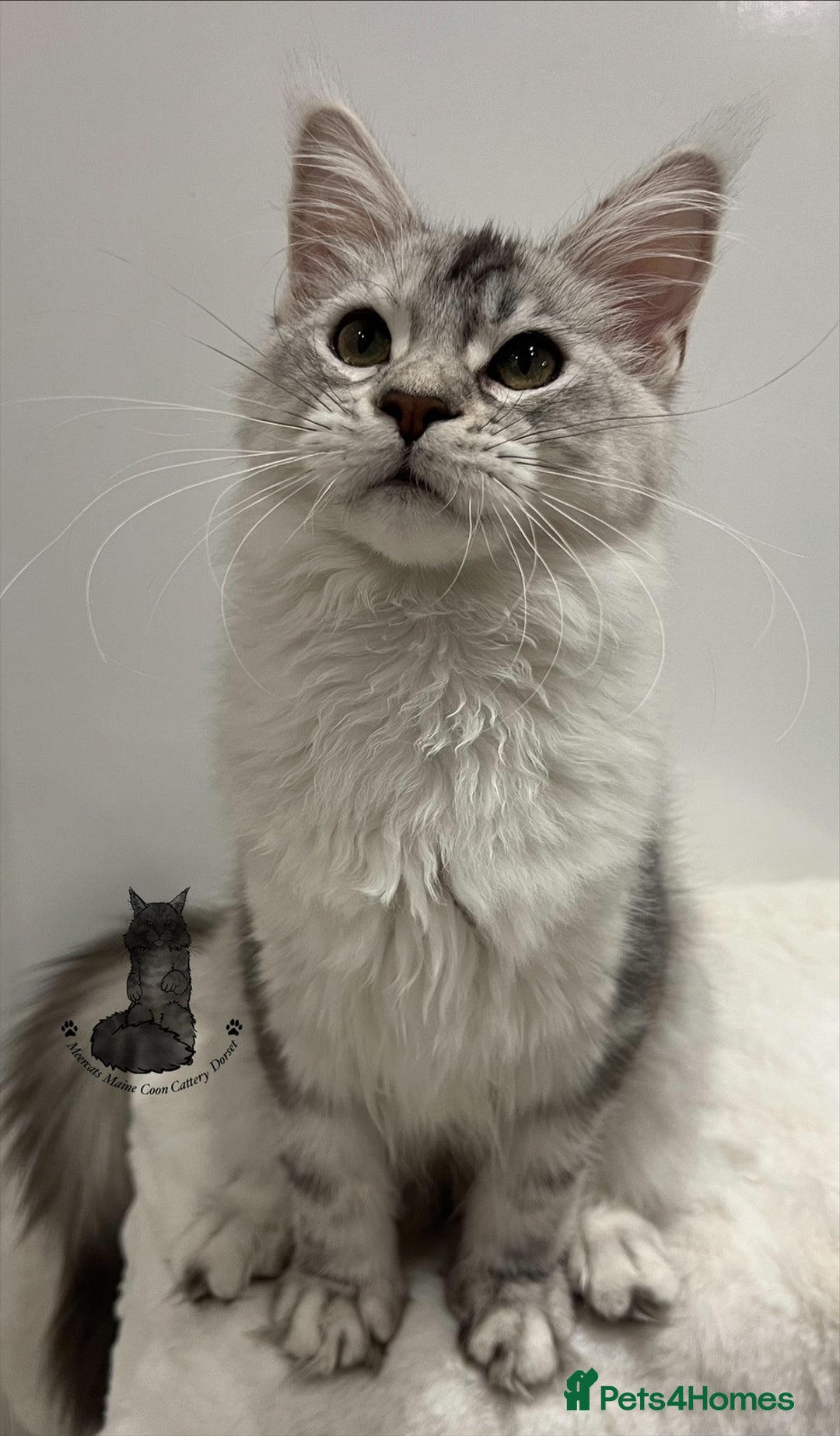 Maine Coon cats for sale: TICA Black silver tabby girl active Maine Coon  - Advert 3