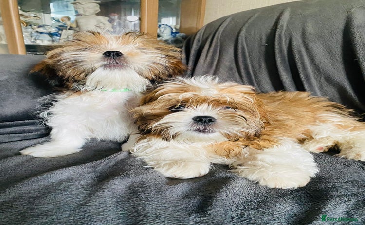Shih Tzu dogs - Advert 1