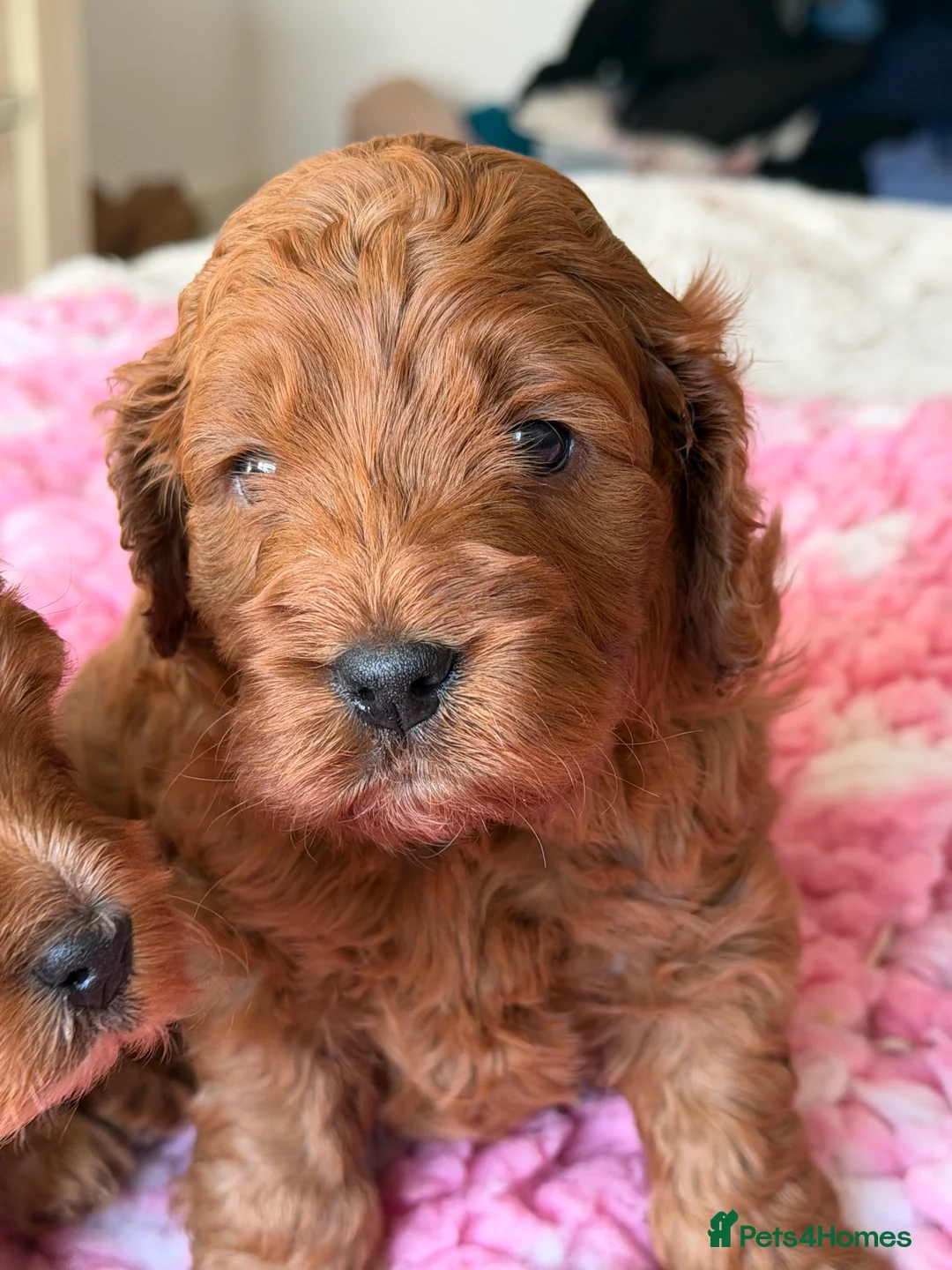 Cockapoo dogs for sale: F1 Cockerpoo girls  - Advert 2