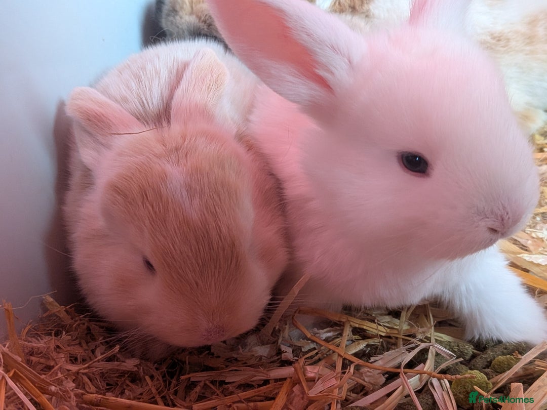 English Lop rabbits for sale: 4 English loops  - Advert 3