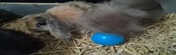 Mini Lion Lop rabbits for sale: Mini lop x lion heads - Advert 19