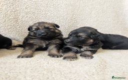 German Shepherd dogs for sale: 💛 German Shepherd Puppies – Full Pedigree Parents - Image 12