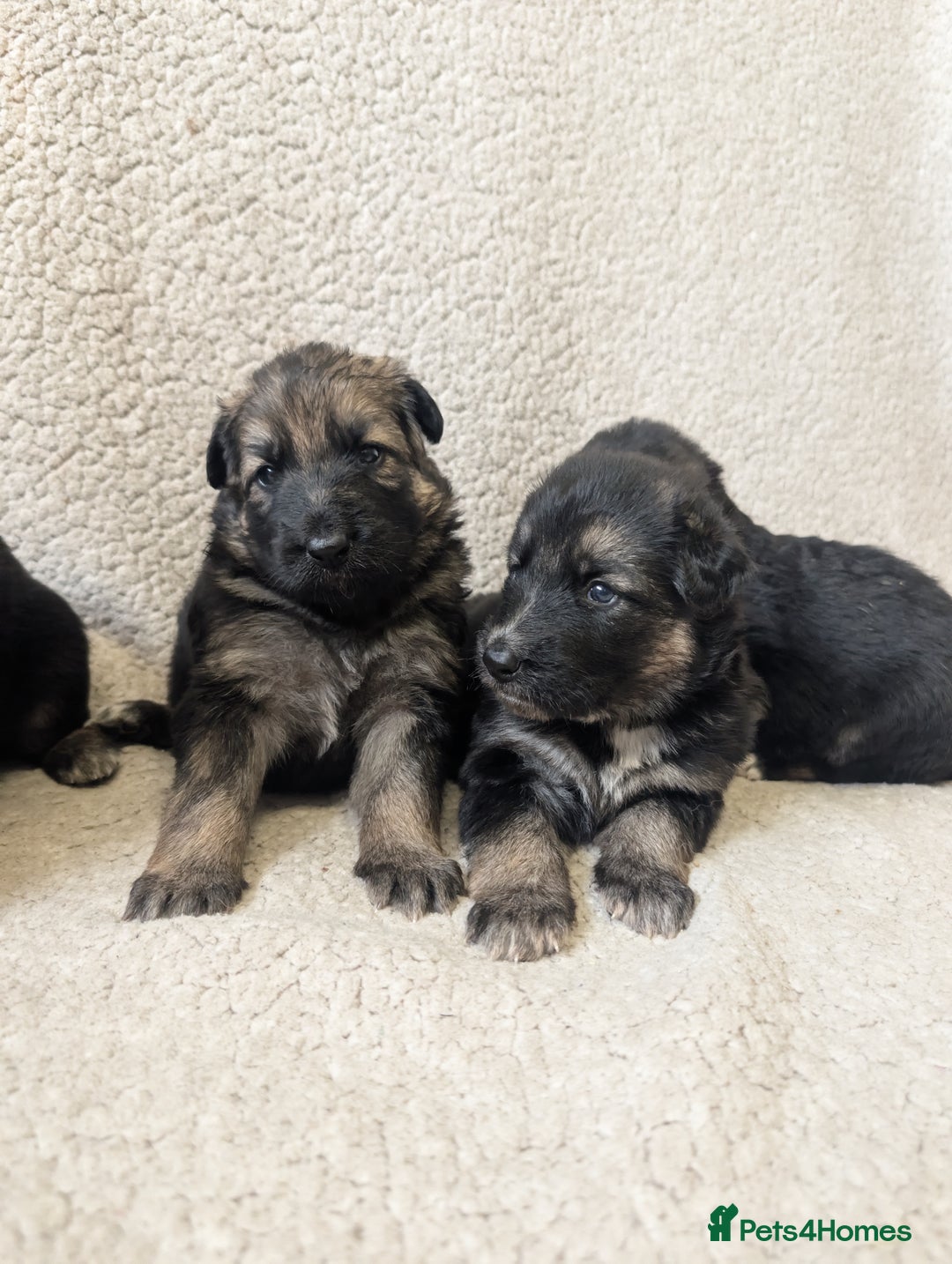 German Shepherd dogs for sale: 💛 German Shepherd Puppies – Full Pedigree Parents - Image 12