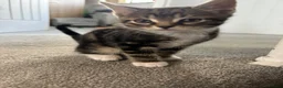 Mixed Breed cats for sale: British Short Hair cross - ONE BOY LEFT - Advert 12
