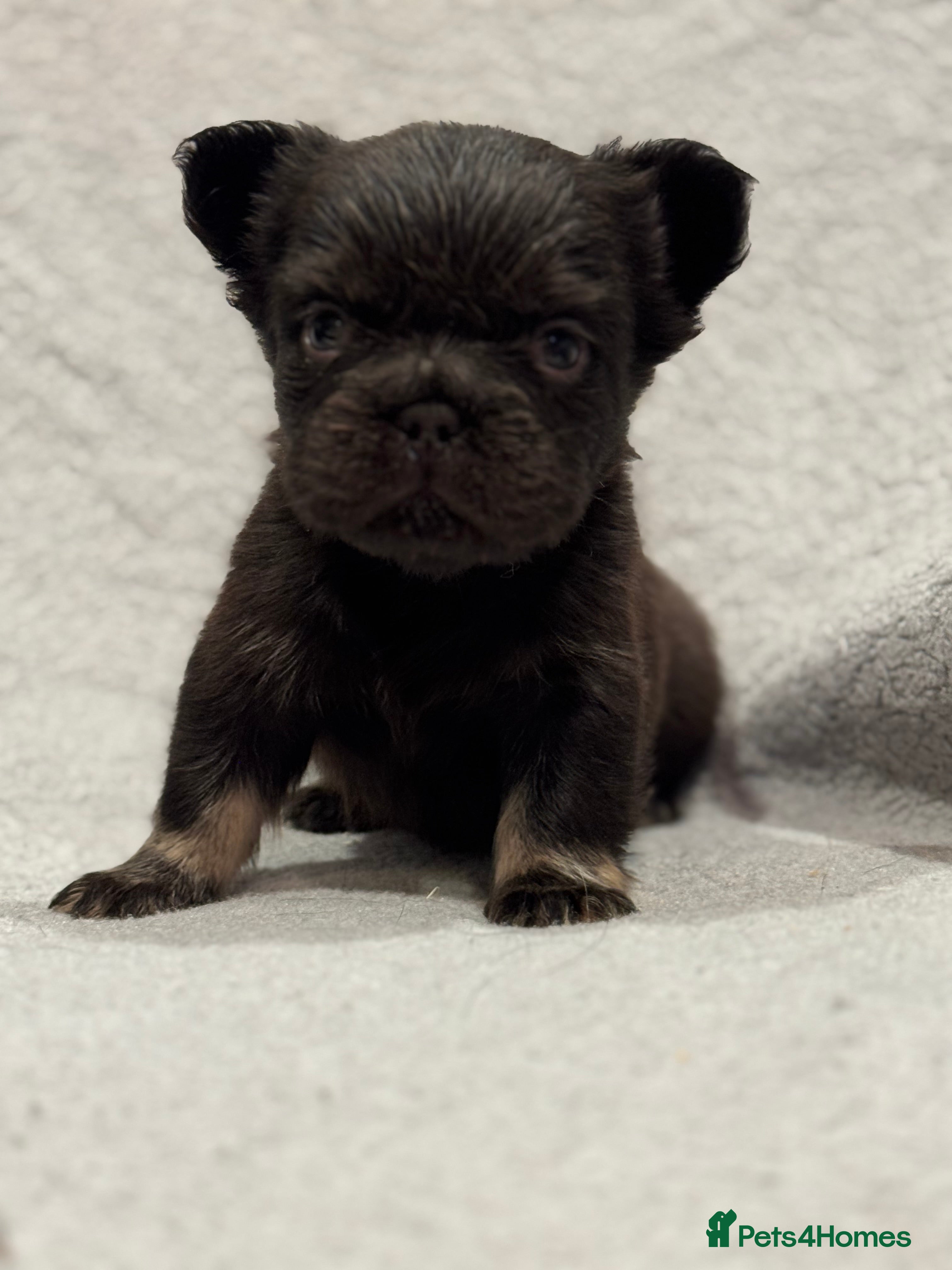 French Bulldog dogs 5 Full Fluffy French Bulldogs Puppies  - Advert 17