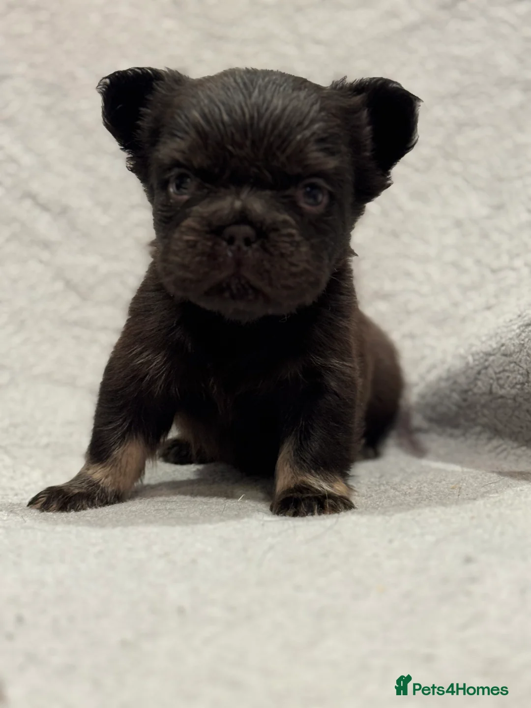 French Bulldog dogs for sale: 5 Full Fluffy French Bulldogs Puppies  - Advert 1