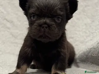 French Bulldog dogs 5 Full Fluffy French Bulldogs Puppies - Advert 3
