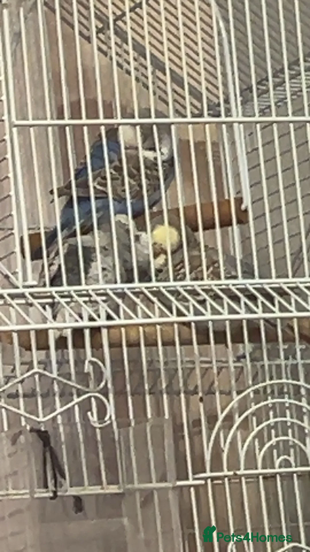 Budgerigars birds for sale: Budgie birds in Gloucester - Advert 3