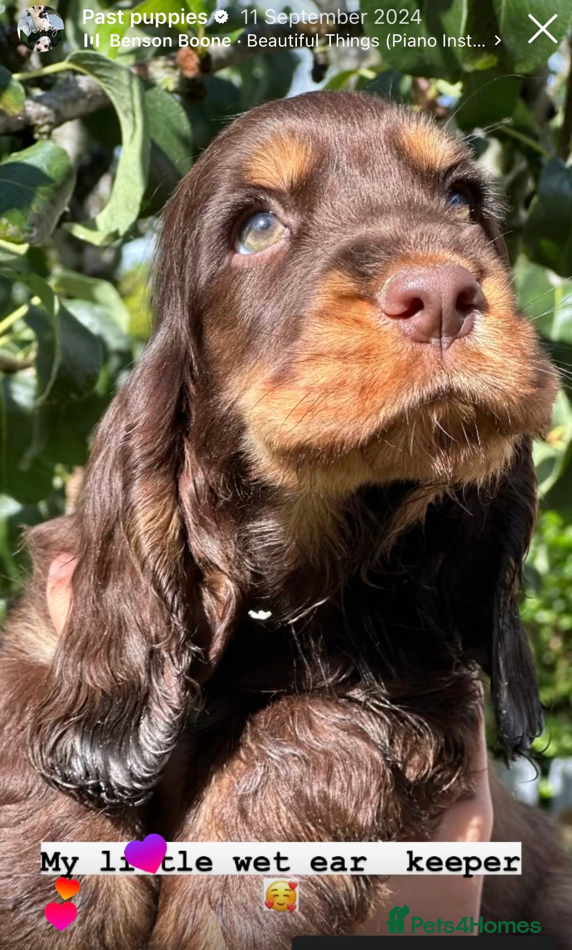 Cocker Spaniel dogs Stunning cocker spaniels - Advert 1