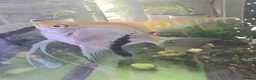 Angelfish fish for sale: 2 beautiful angel fish - Advert 2