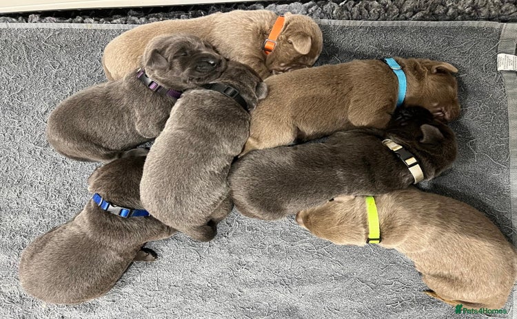 Labrador Retriever dogs - Advert 14