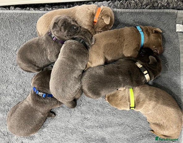 Labrador Retriever dogs - Advert 14