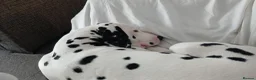 Dalmatian dogs for sale: Nila a lovely Dalmatian needs a good home in Worcester - Advert 9