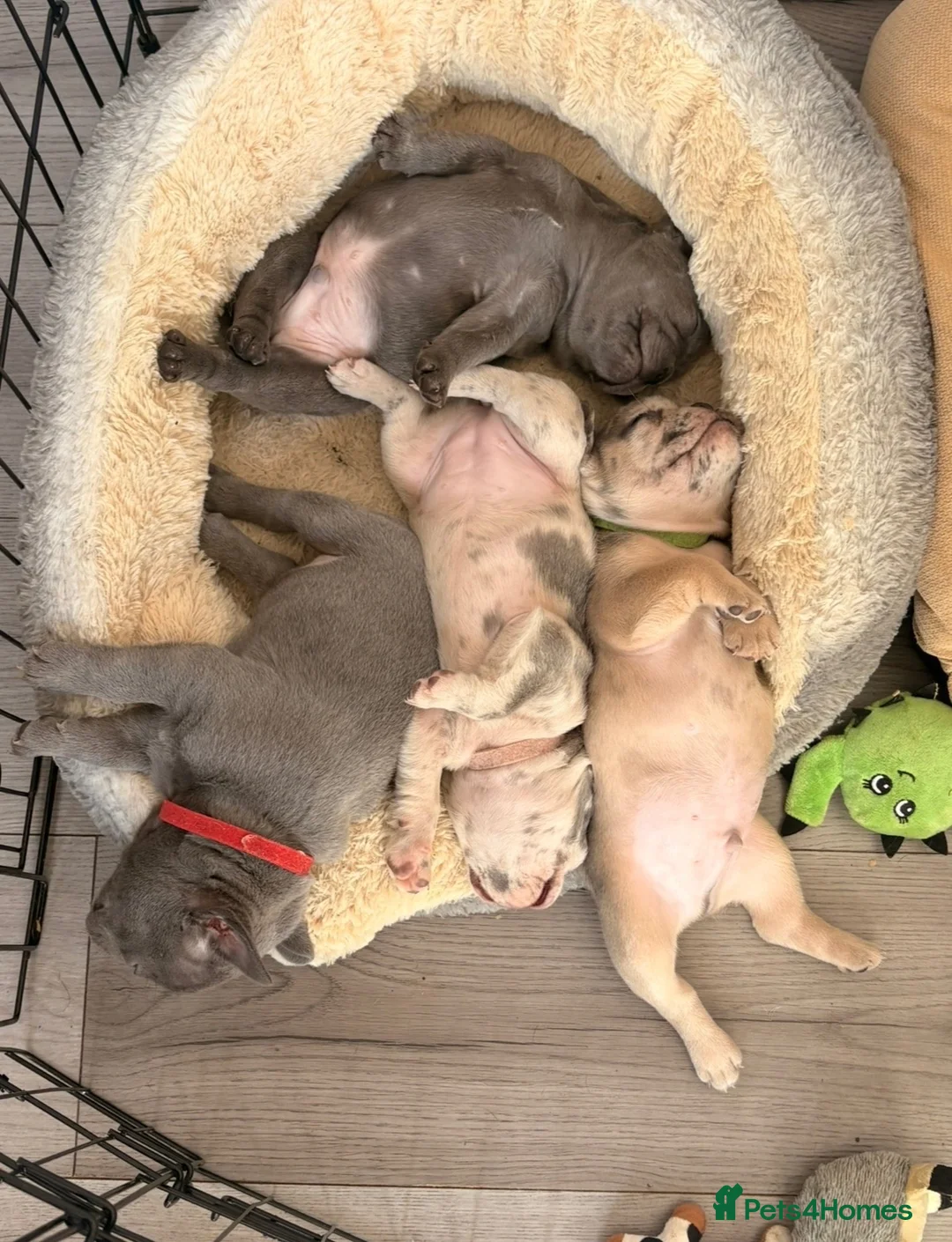 French Bulldog dogs for sale: Lilac Tan Cream Merle Boy - Advert 6