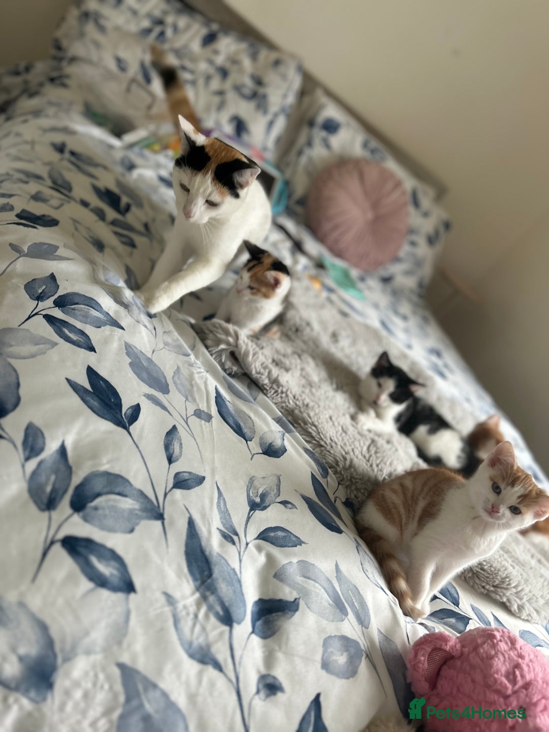 Domestic Shorthair cats for sale: 4 domestic kittens  - Image 7