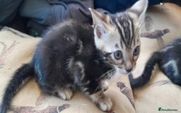 Bengal cats for sale: Ready Now stunning Bengal kittens - Image 13