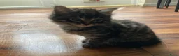 Mixed Breed cats for sale: Adorable kittens  - Advert 16