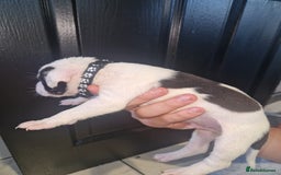 American Bulldog dogs for sale: American  bulldog  pups - Image 23