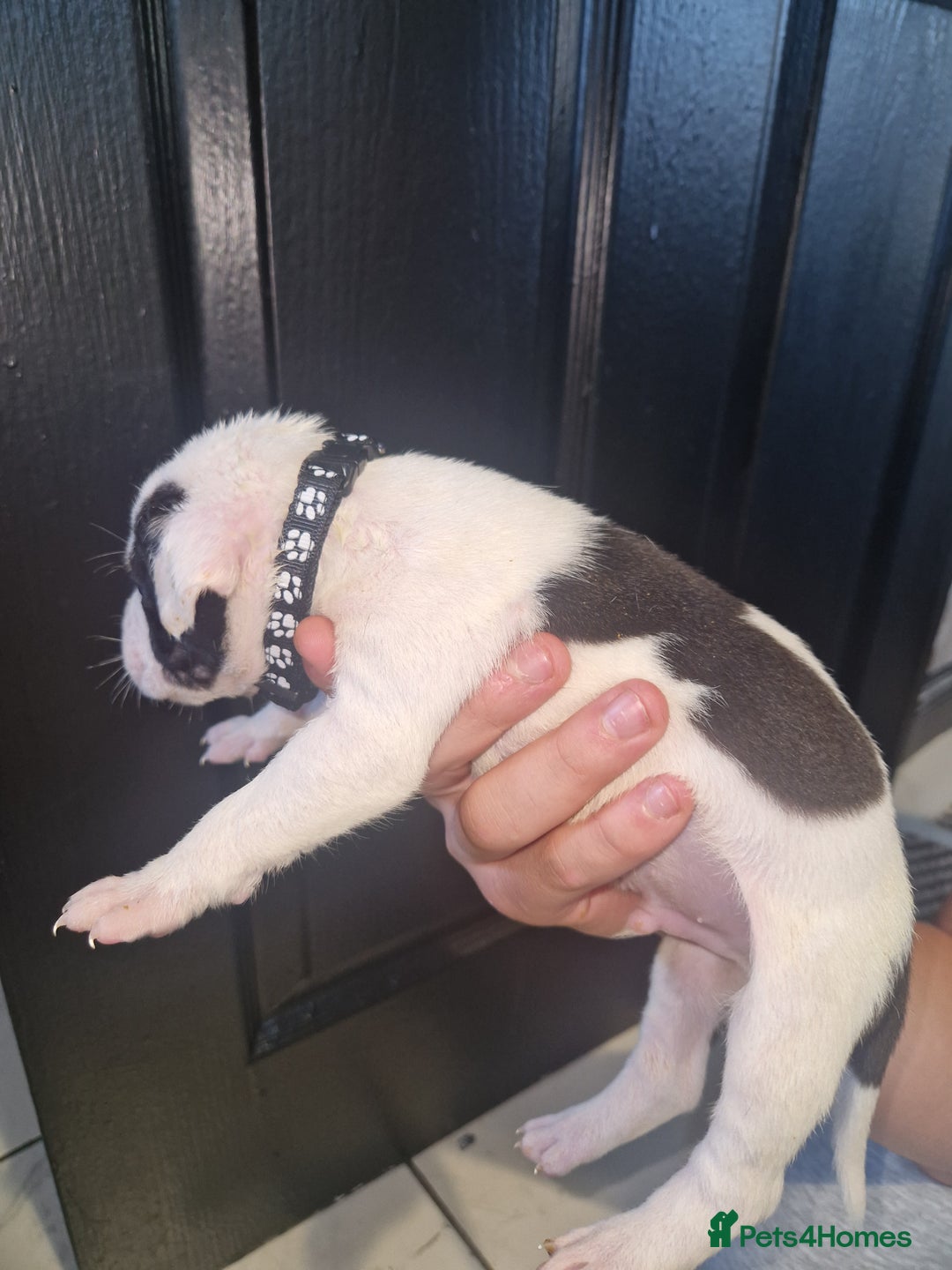 American Bulldog dogs for sale: American  bulldog  pups - Image 23