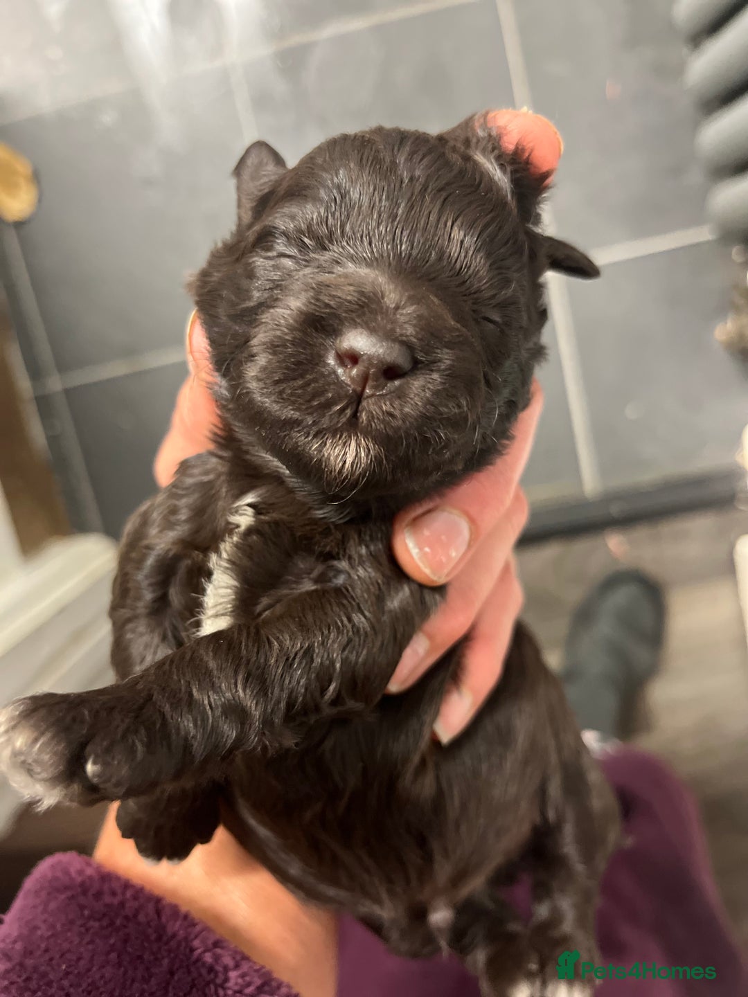 Toy Poodle dogs for stud: K.C Chocolate ToyPoodle at Stud in Coventry - Advert 18