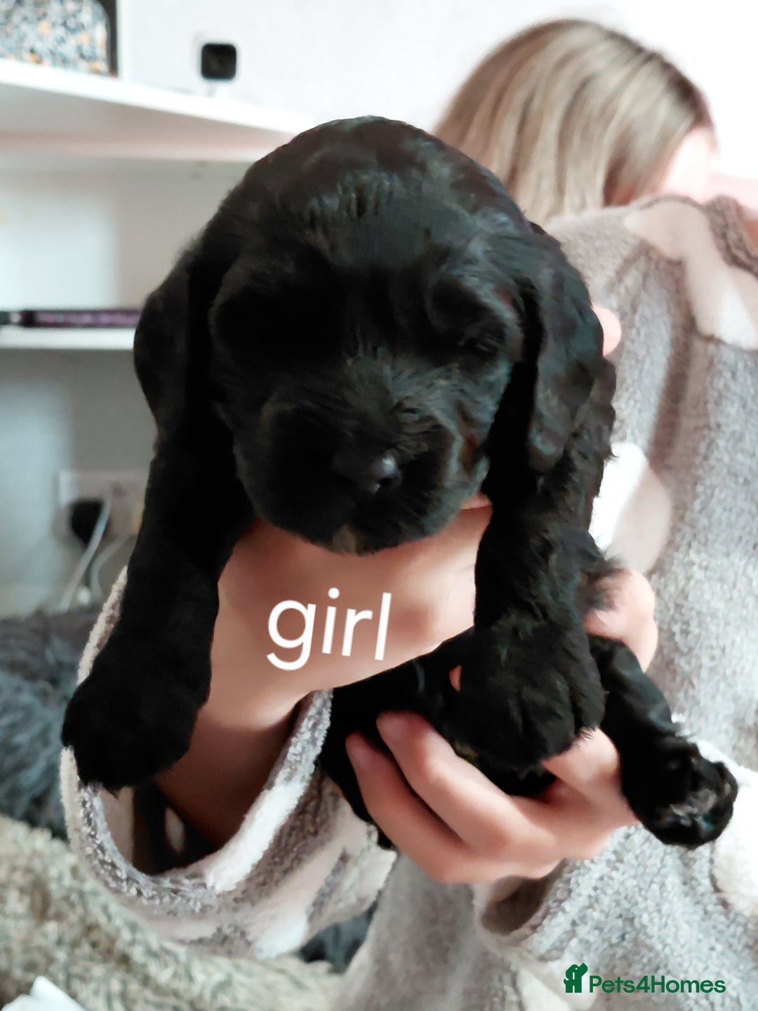 Mixed Breed dogs for sale: Sprockerpoos - Advert 8