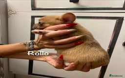 Mixed Breed dogs for sale: Adorable French Bulldog x Chihuahua Male Puppies - Image 13