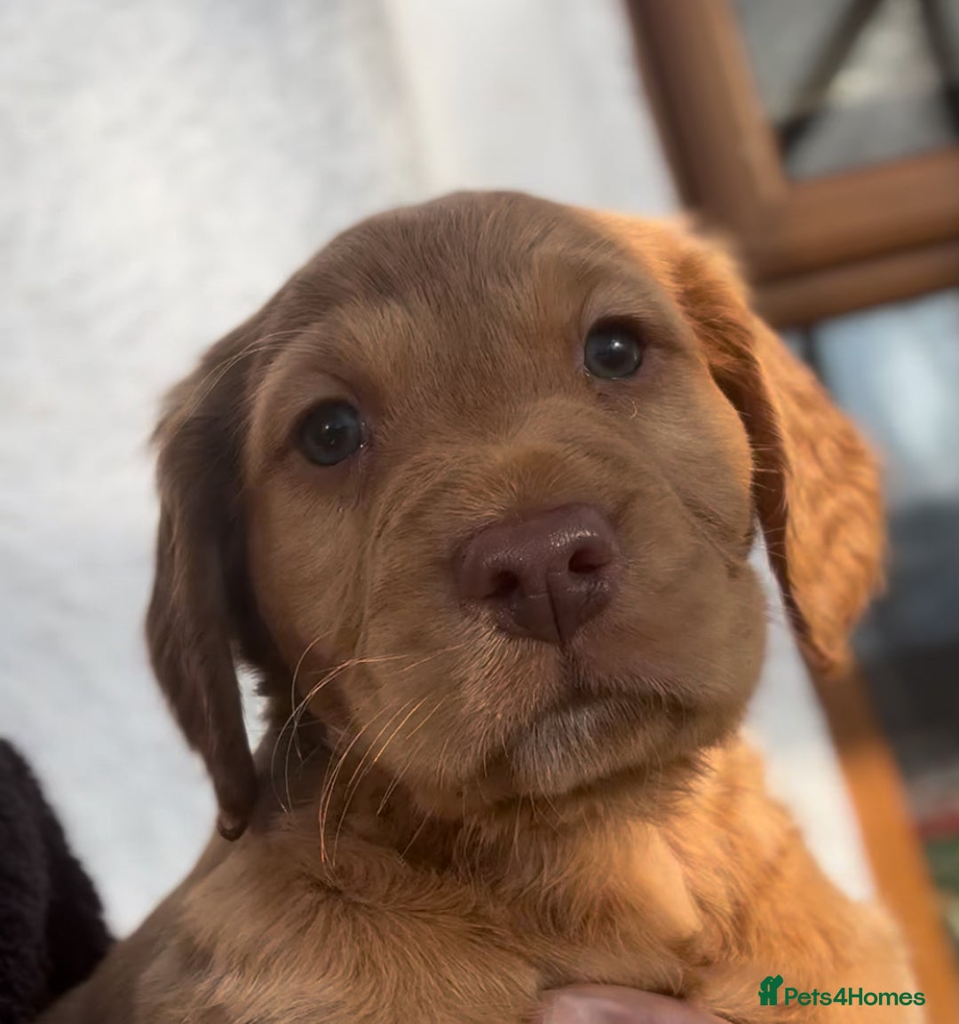 Mixed Breed dogs for sale: ‘CockerDoodles’ health-checked healthy chunky pups - Advert 8