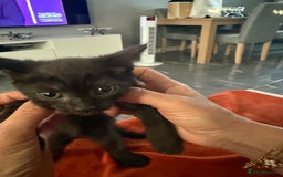 Turkish Angora cats for sale: Playful Kittens - Each ready for a loving home - Image 9