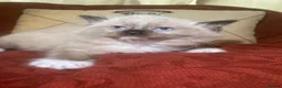 Mixed Breed cats for sale: Ragdoll and Thai kittens - Advert 8