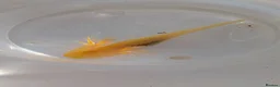 Axolotl reptiles for sale: Beautiful clutch of baby hypo Axolotls  - Advert 15