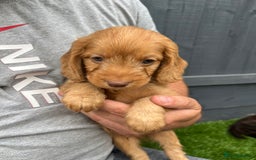 Cockapoo dogs for sale: ⭐️ 7 beautiful cockapoo puppies ⭐️  - Image 5