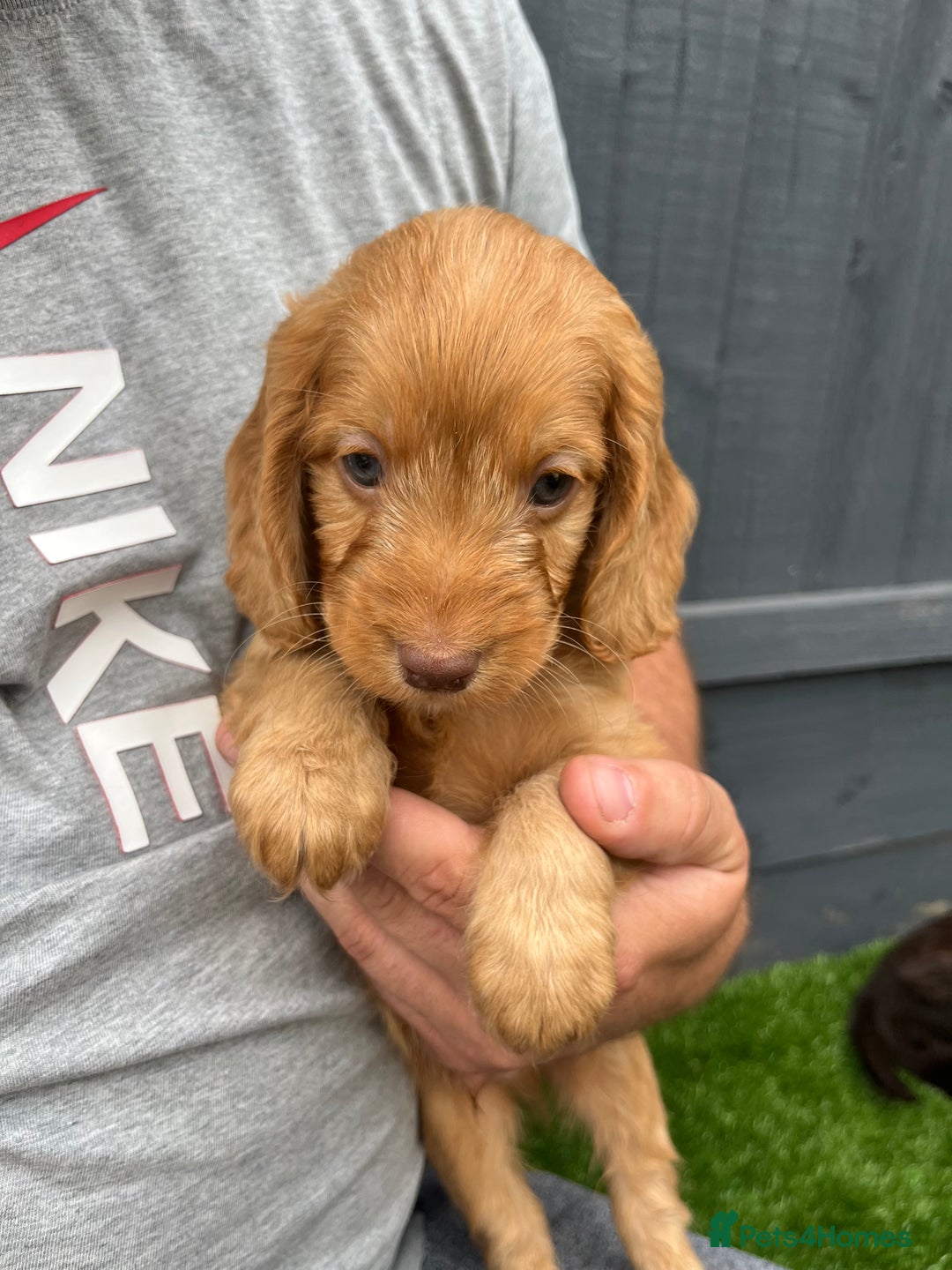 Cockapoo dogs for sale: ⭐️ 7 beautiful cockapoo puppies ⭐️  - Image 5